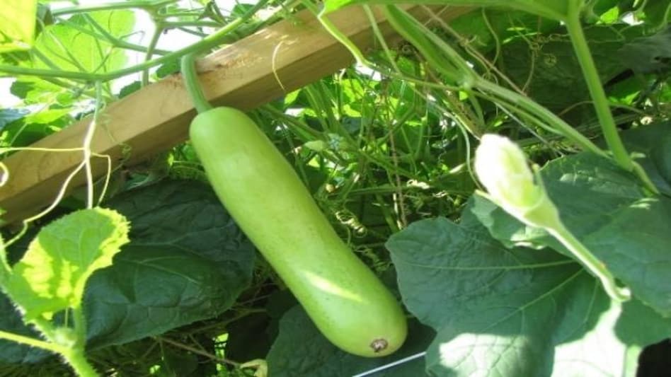 bottle gourd 144974996493 650 121015055614