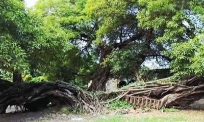 अजब-गजब : यह पेड़ है या चमत्कार? बिना जड़ के 100 साल से खड़ा... विज्ञान भी हैरान! hyp 5397195 untitled design 20250822 081509 0000 watermark 220 6282296679330697620919188