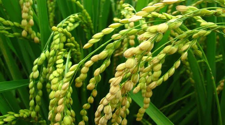 धान में बालियां निकलीं? एक गलती कर दी तो सूख जाएगी पूरी फसल! images 1 4