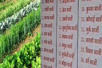 छत्तीसगढ़ में फिर शुरू होगा ‘भाजी महोत्सव’ का रंग, किसानों को मिलेगा बड़ा मंच — बहेराडीह में जुटेंगी 60 से ज़्यादा देशी सब्ज़ियाँ ccg bhajoioio