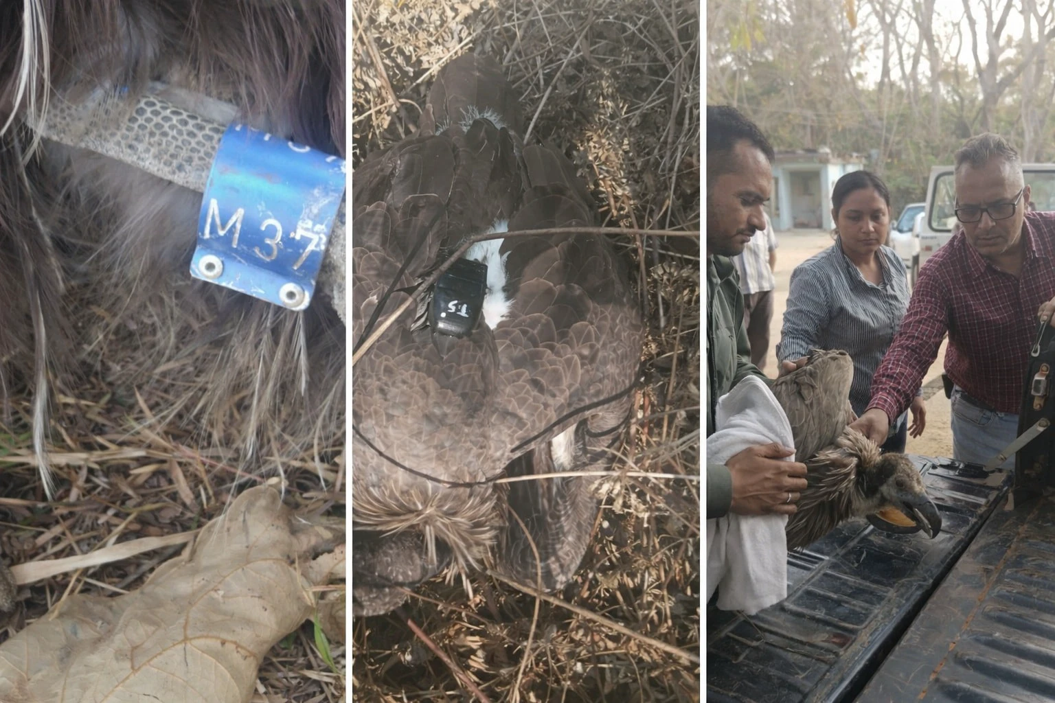 400 KM की रहस्यमयी उड़ान… फिर जंगल में गिरा दुर्लभ गिद्ध! उदंती-सीतानदी में बीमार हालत में मिला, वन विभाग के रेस्क्यू ने बचाई जान 1f77ac239fd3c43b61a8058213d9dcefd9b519de29360ae5e5ebc398cbb9a2a5
