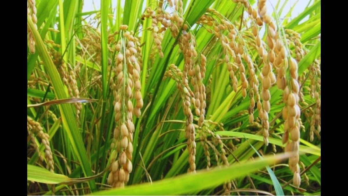 66def22d89f60 paddy variety 053950958 16x9 1 930x620 1