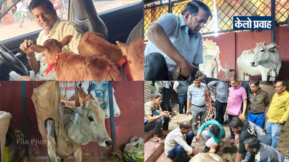 खरसिया में गौसेवा की अद्भुत मिसाल : राकेश केशरवानी ने गंभीर रूप से घायल गर्भवती गायों से नवजातों को दिया नया जीवन IMG 20260321 WA0001