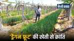 Dragon Fruit Farming Chhattisgarh Uma Shukla