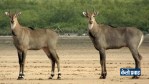 Strange revelation of Nilgai