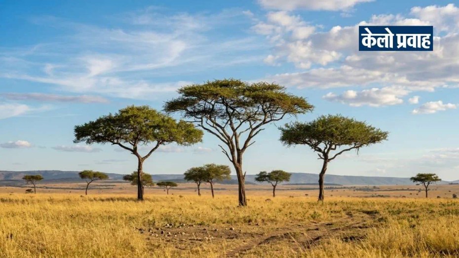 mysterious african savanna landscape