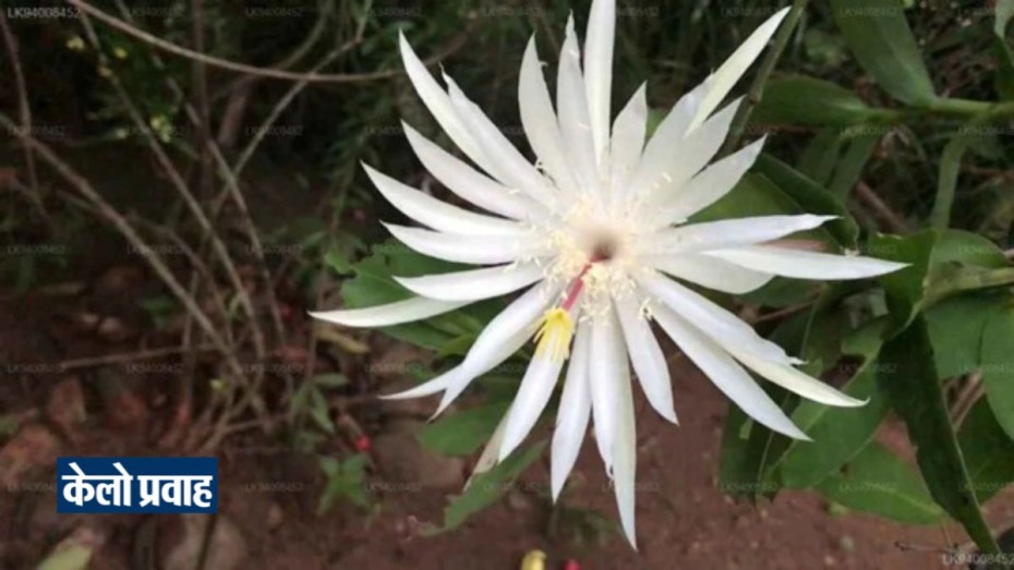 Kadupul Flower