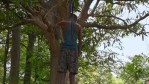 आम के पेड़ पर झूलती मिली ग्रामीण की लाश