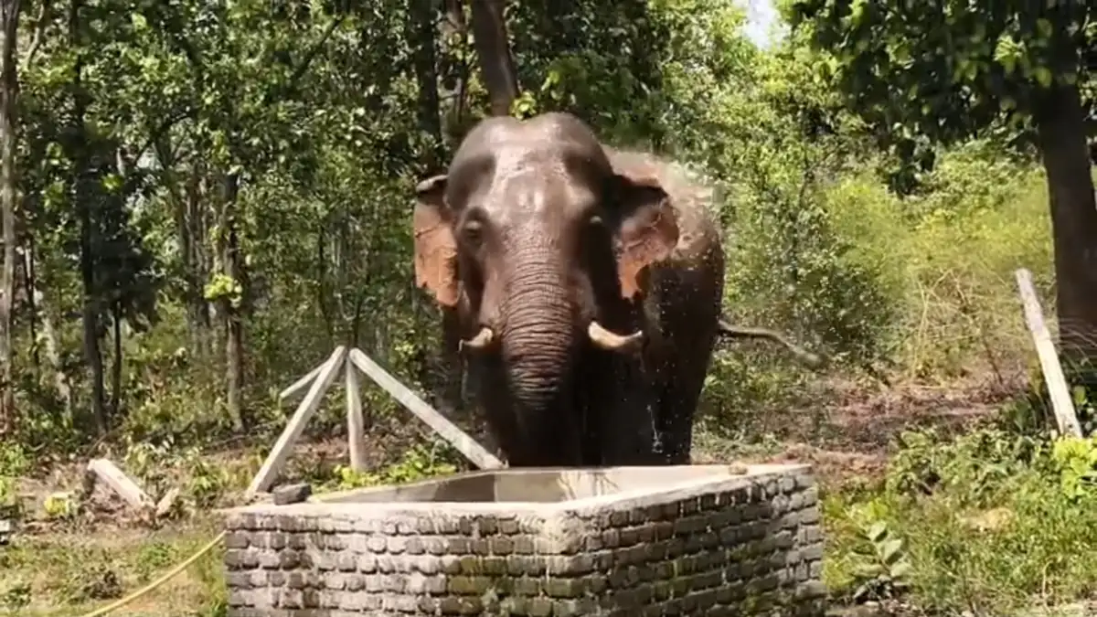 तपती धूप से परेशान गजराज ने सूंड से खुद को नहलाया