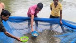 Spawn Cultivation Scheme