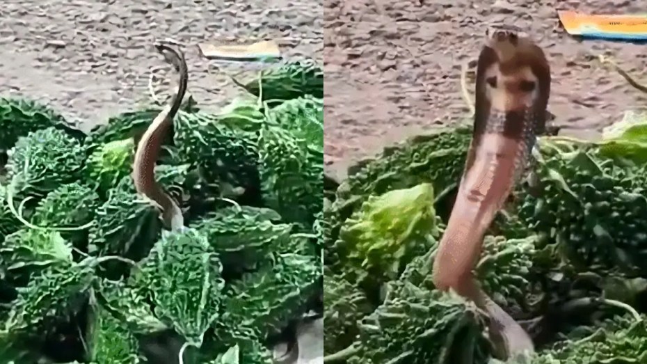 कोबरा