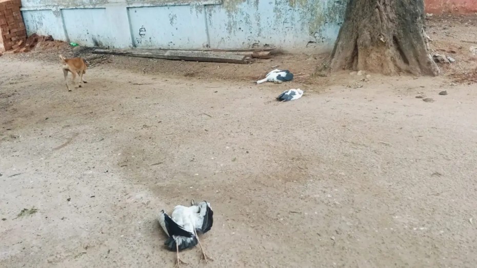 रामपुर में आकाशीय बिजली का कहर