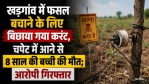 ElectricitywaslaidinKhargaontosavethecrops